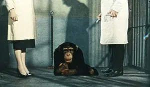 Die Frauen Drucke: Dr.Decker und Margaret mit dem Kongapapa als Affe