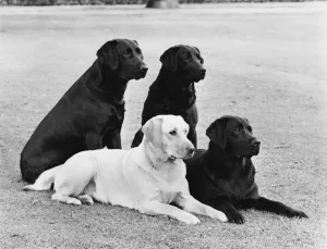 Mischung aus Fall und Labrador