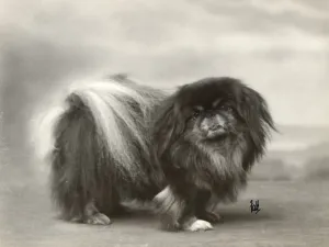 Pekingeser, Fall in Peking (Bis 1932)