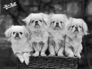 Bundesausstellungsgegenstand, Pekinghund, 1936