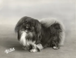 Bundesausstellung für das Neue China, Pekingesee