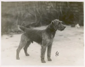 Welsh Terrier, Fall - 1931