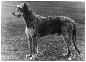 Wolfshund, 1949