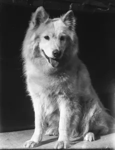 Ein Samojede aus den 1930er Jahren