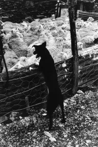 Schäferhund und Herde