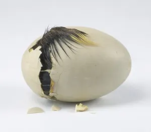 Young Duck Drucke: 3 - Duckling cracking open egg