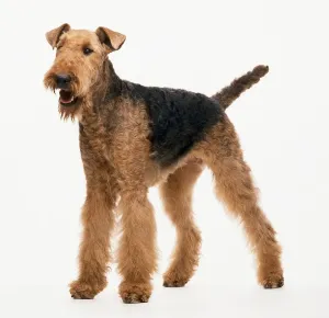 Airudler Roterterrier