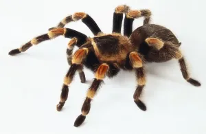 Drucke von Seitenansicht einer Rotbein-Spinne Smithii Drucke: Seitenansicht einer Rotbein-Spinnennatter
