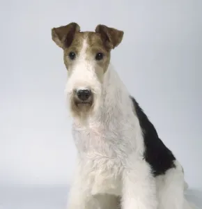 Wire Fox Terrier Drucke: Wire Fox Terrier, looking at camera