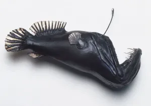 Drucke von Schwarzwidder (Melanocetus johnsoni), ein dunkles Modell eines Aalwidsers vor dem Essen Seeteufel Drucke: Schwarzwidder (Melanocetus johnsoni), ein dunkles Modell eines Angelfisches vor dem Essen