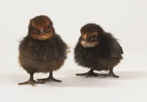 Young Poultry Drucke: Two brown chicks, front view