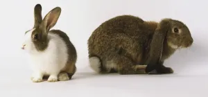 Oryctolagus Cuniculus Species Drucke: Brown and white rabbit