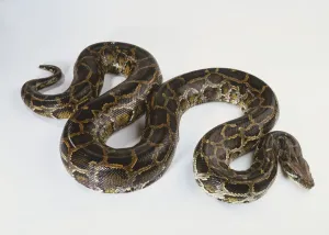 Drucke von Burmesischer Python (Python molurus), brauner Schlangenrumpf im S-Bogen, hochwinkliges Blickfeld Braune Schlange Drucke: Burmesische Riesenpython (Python molurus)