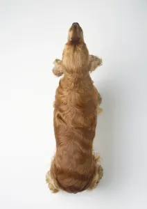 White Background Pet Images Drucke: Cocker spaniel, view from above