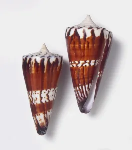 Studio Shot Of Mollusc Drucke: Two General cone shells (Conus generalis)