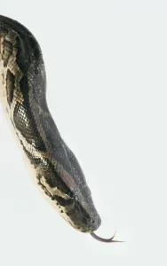 Gerahmter Druck : Führer der Burmesischen Pythonartige (Python molurus), Hupen, Näherungsaufnahme, Seitenansicht Gerahmter Druck : Führer der Burmesischen Pythonartige (Python molurus), Hupen, Näherungsaufnahme, Seitenansicht