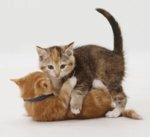 Playful Kitten Images Drucke: Two kittens, one lying on back
