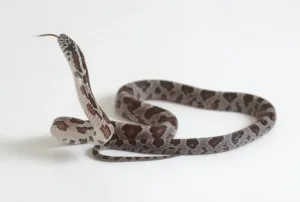 Braun Drucke: Neuer ausgewachsener Python schlägt mit dem Maul herum in der Nähe des Gesichts