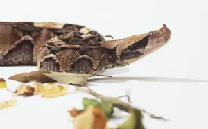 Braun Drucke: Ein Kopf von einem Pit Viper aus Seitenansicht
