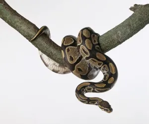 Braun Drucke: Königsschlangenpython (Python regius), um einen Zweig des Baumes herumgewickelt