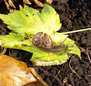 Snail On Leaf Drucke: Snail on leaf