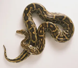 BurmesischerPython,Pythonmolurus