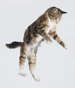 Katze springt - Vorderansicht