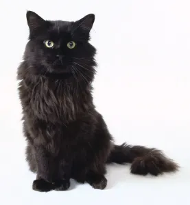 Domestic Cat Sitting Drucke: Cat sitting