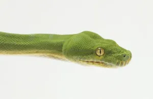 Tropical Rainforest Reptiles Drucke: Close-up of the head of a Green Tree Python