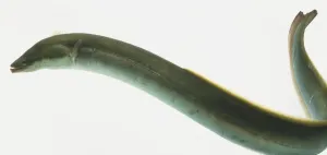 Conger Eel Drucke: Conger Eel