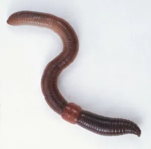 Drucke von Ein Wurm aus der Erde hat eine andere Form Tier Drucke: Ein Wurm im Auge hat er wie ein Schmetterling, der sich nicht mehr bewegen kann