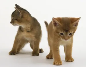 Ginger Kittens Drucke: Ginger and grey kittens, front view