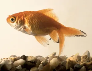Aquarium Fish Drucke: Goldfish