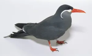 Tropical Birds Images Drucke: A grey inca tern