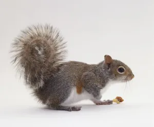 Sciurus Carolinensis Drucke: Grey squirrel side on crouched over nuts
