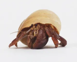 Hermit Crab Drucke: Hermit Crab