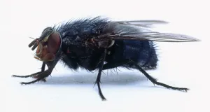 White Background Insect Photos Drucke: Housefly