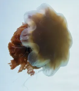 Ocean Creatures Drucke: Jellyfish