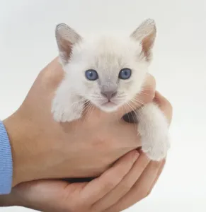 Cute Domestic Pets Drucke: A kitten in a mans hands