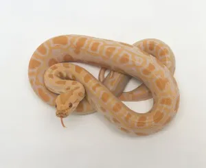 Reptile Studio Shot Drucke: Albino Burmese Python (Python molurus bivittatus) coiled up