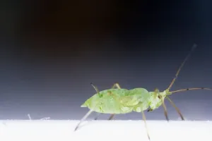 Full Length Insect Photos Drucke: An aphid, side view