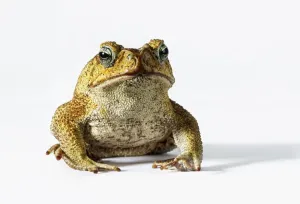 Tropische Kröten Drucke: Ziehende Riesenfroschartige (Bufo marinus) sieht in die Kamera