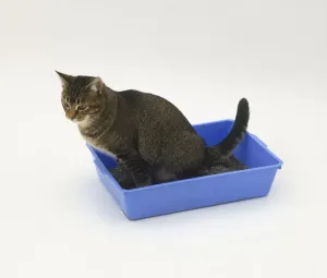 Full Length Cat Photo Drucke: Cat using litter box