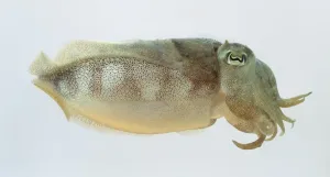 Deep Sea Creatures Images Drucke: Cuttlefish
