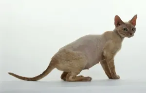 Drucke von Devaux Rex Katze, Seitenansicht Devon Rex Drucke: Devaux Rex Katze, Seitenansicht