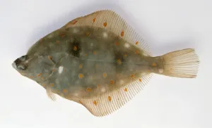 White Background Fish Images Drucke: Plaice