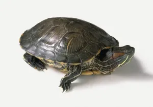 Volle Länge Drucke: Rotkragen-Schlangenhalterlinge-Turtle (Trachemys scripta elegans) in Seitenblick
