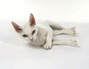 Full Length Studio Shot Drucke: White Devon Rex cat lying on side, looking at camera