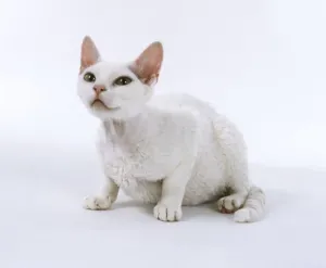 Drucke von Weißer Devons Rex Katze sitzt, aufblickt Devon Rex Drucke: Weißer Devons Rex Katze sitzt, aufblickt