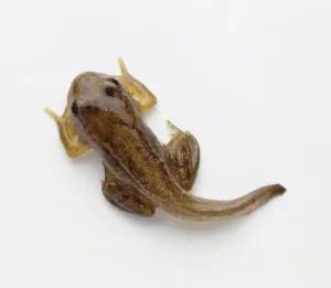 Junges Frosch